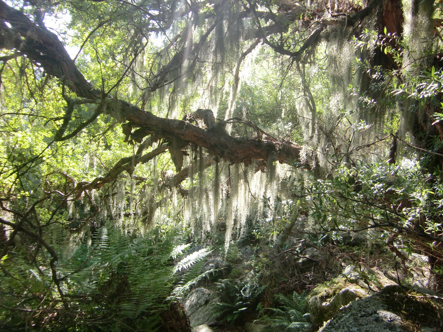 The forest of Cerro Champaqui